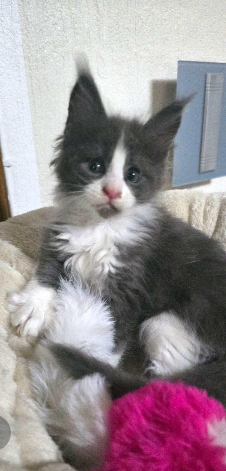 =^..^= Nog maar één schattig Maine Coon-meisje =^..^, Meerdere dieren, Ontwormd, 0 tot 2 jaar
