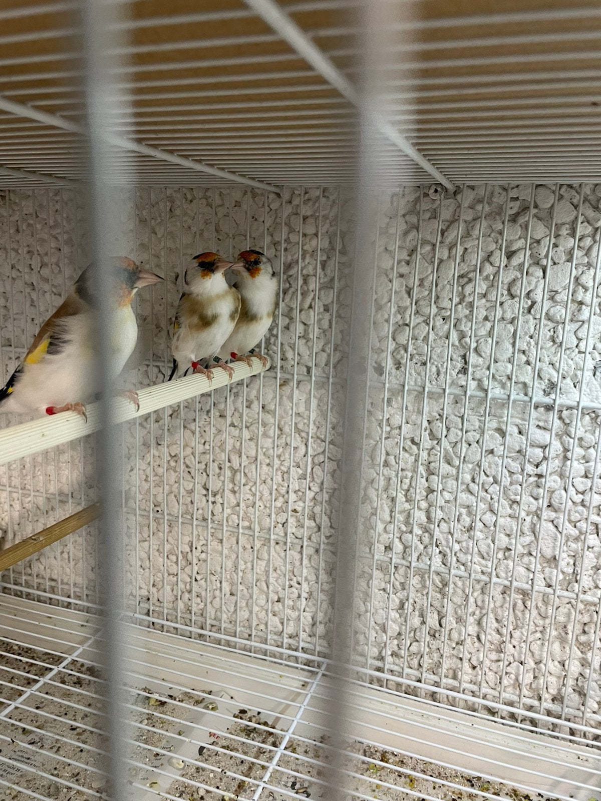 Majoor putter, Mannelijk, Wildzangvogel, Geringd