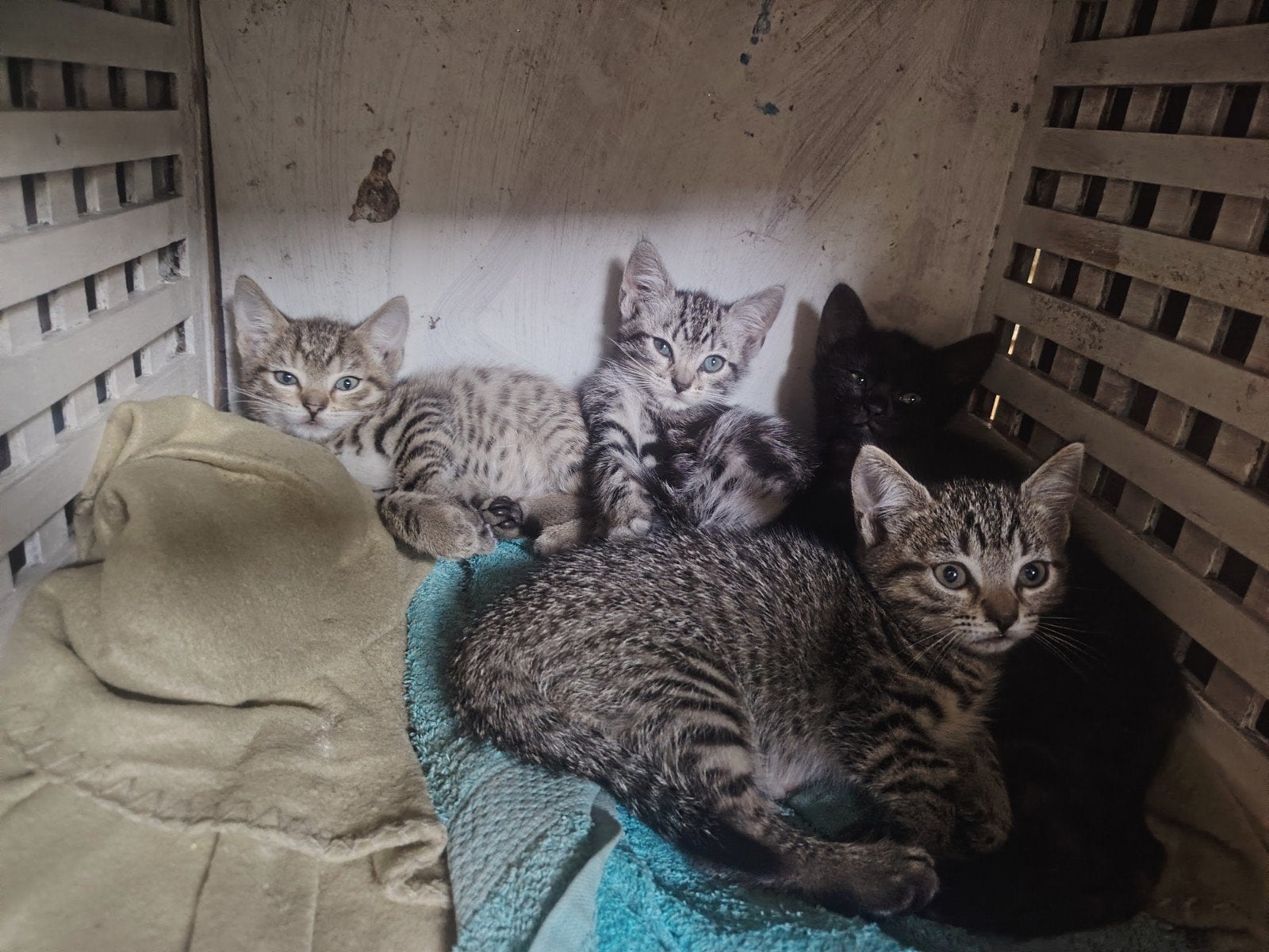 9 kits need a good home