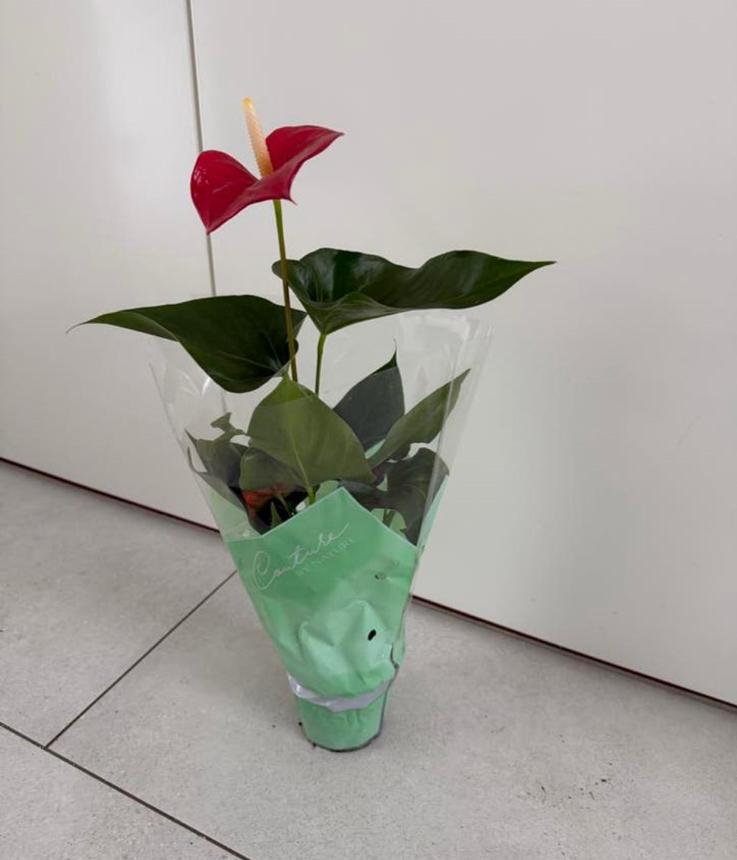 3 x Anthurium plant met rode bloemen, Overige soorten, In pot, Minder dan 100 cm, Bloeiende kamerplant