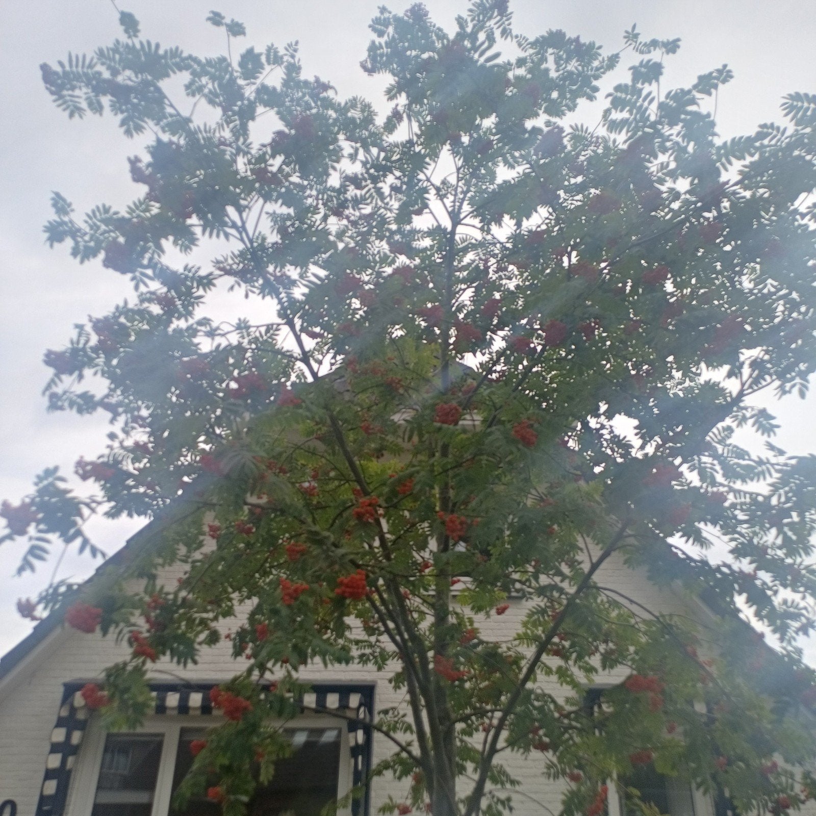 Lijsterbes boom, Tuin en Terras, Overige soorten, Zomer, 400 cm of meer, Ophalen
