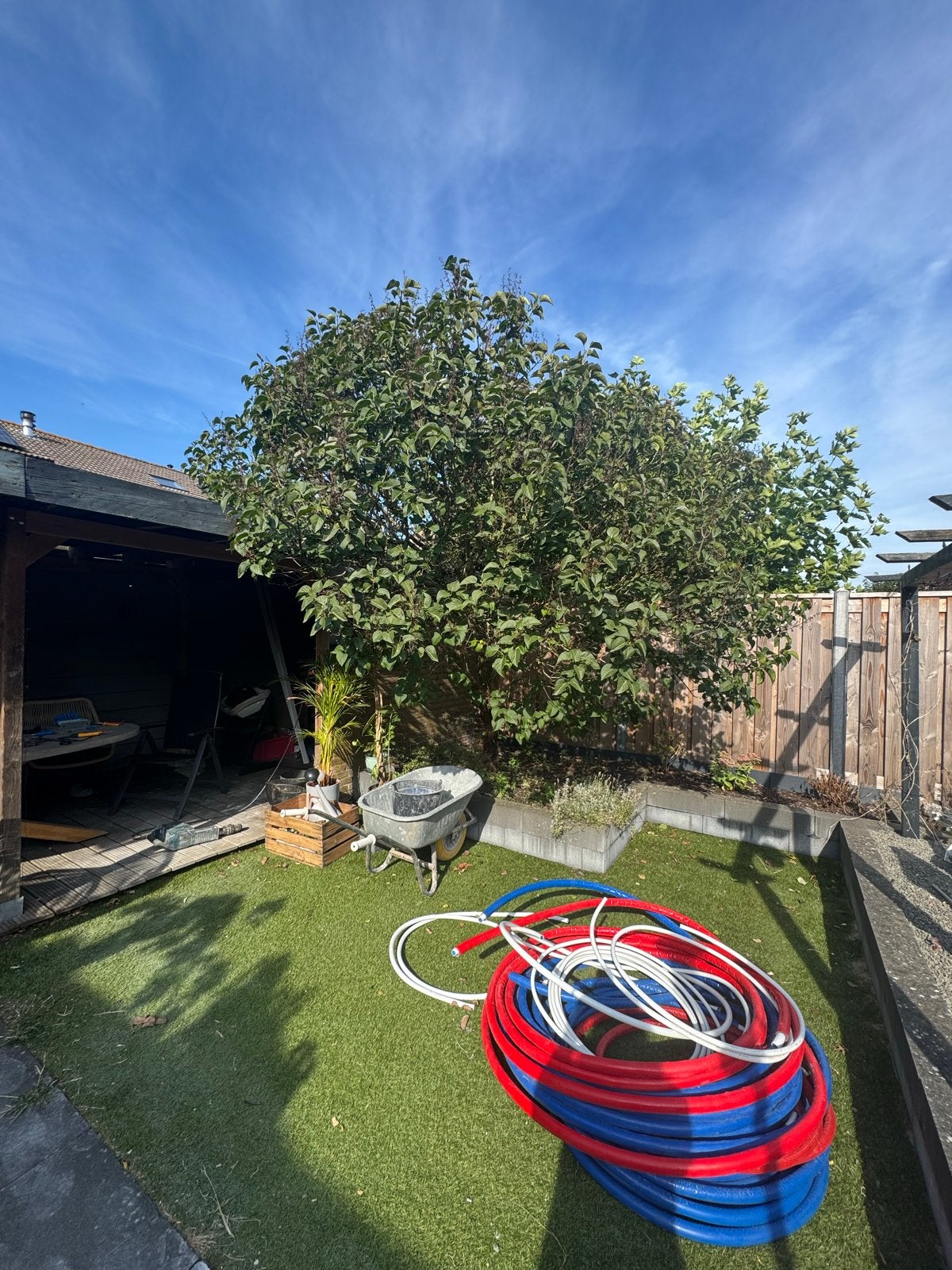 Seringenboom, Tuin en Terras, Planten | Bomen, Ophalen of Verzenden
