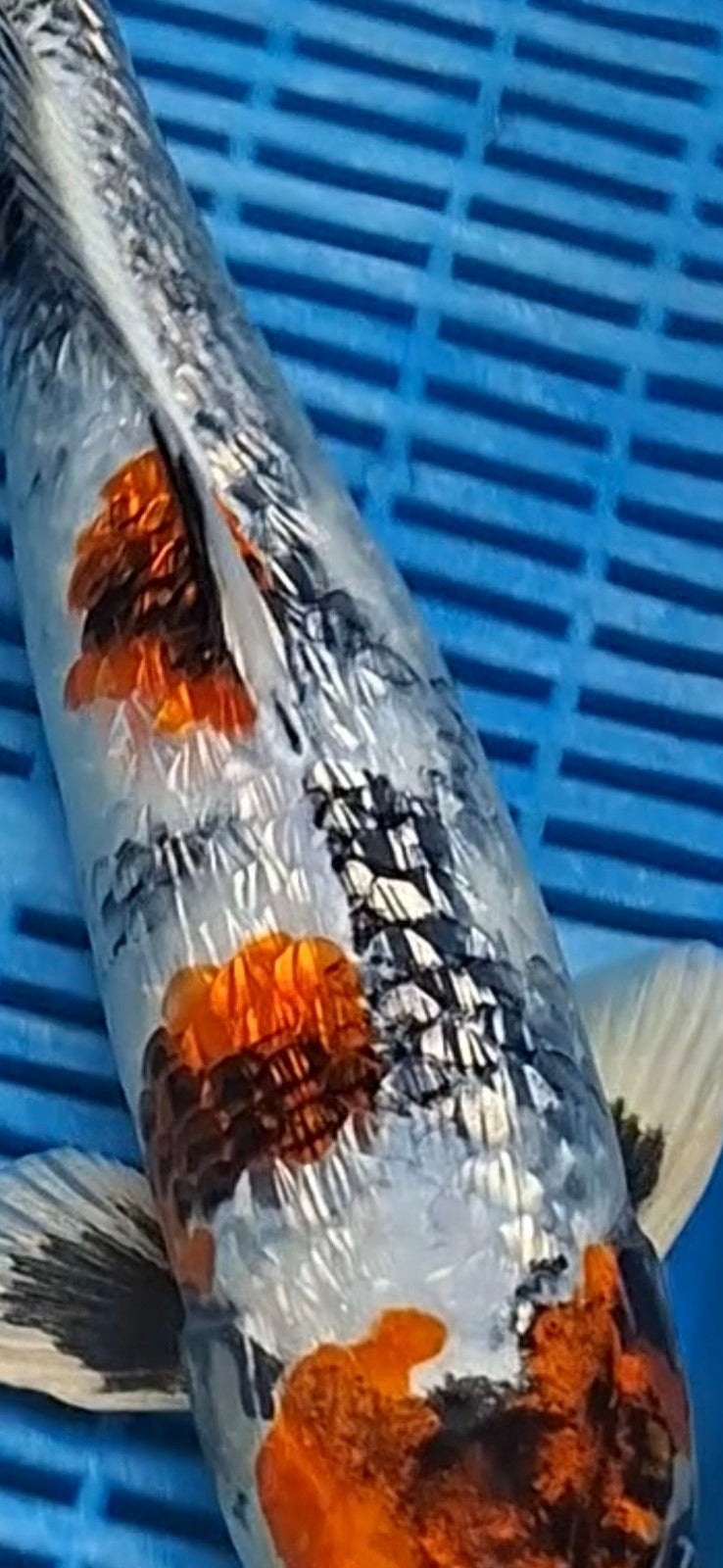 Hq Ginrin kin showa, Karper of Koi
