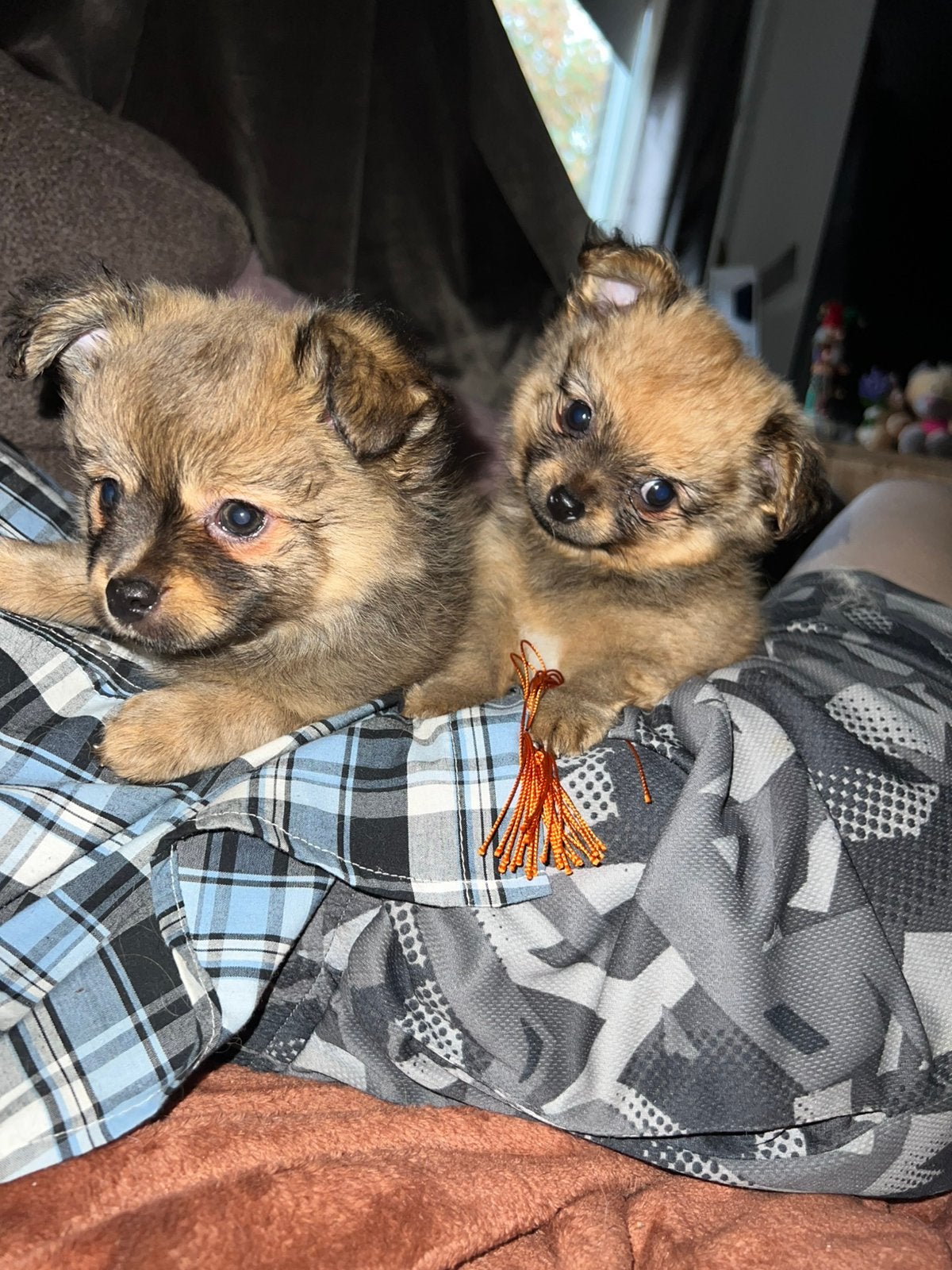 Pomchi. Reutjes., Dieren en Toebehoren, CDV (hondenziekte), 8 tot 15 weken, Meerdere, Nederland