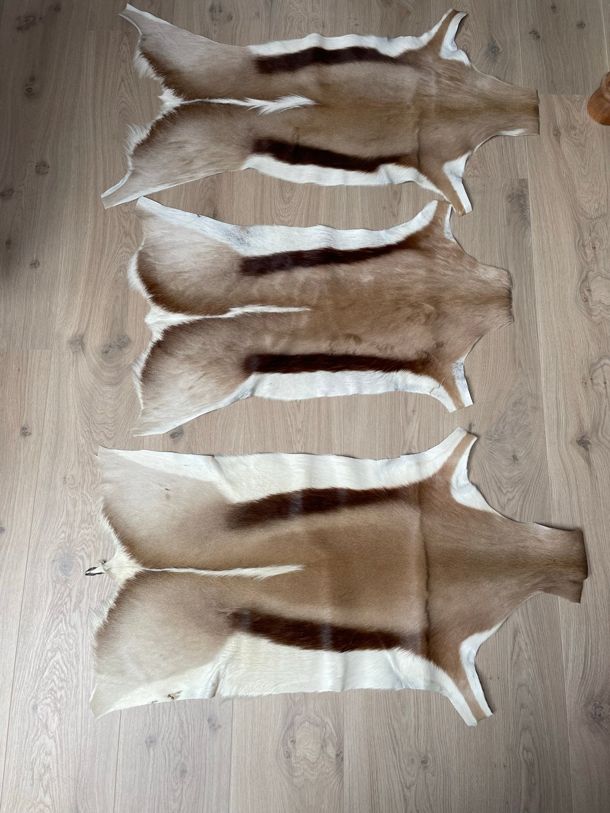 3 Prachtige Springbok Huiden - Natuurlijke Decoratie, Huis en Inrichting, Meerkleurig, Ophalen of Verzenden, Natuurlijk materiaal