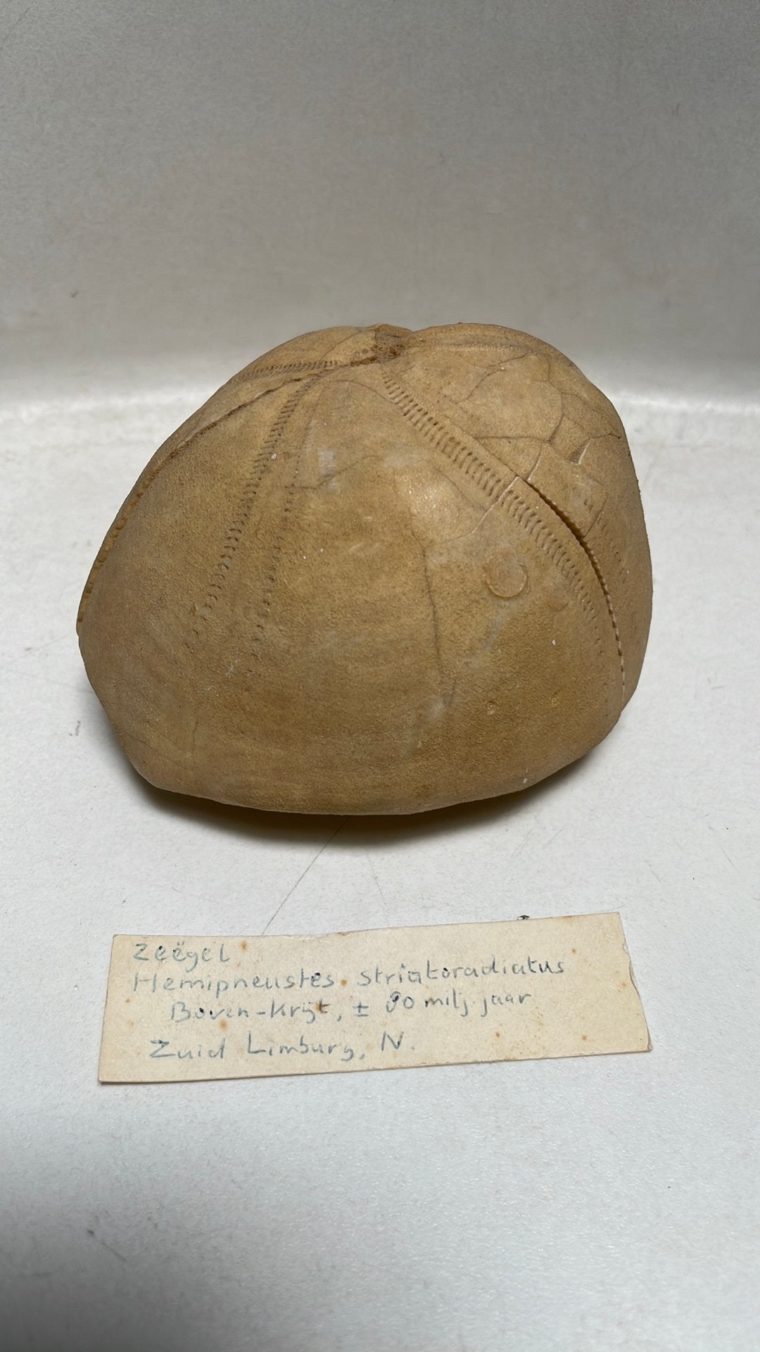 Zeldzaam Zee-Egel Fossiel - +/- 70 Miljoen Jaar Oud, Ophalen of Verzenden, Fossiel