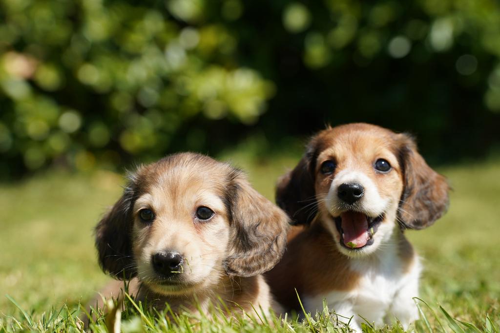 Teckel pups ( shaded cream , piebald ), Dieren en Toebehoren, Parvo, Nederland, 8 tot 15 weken, Dwerg