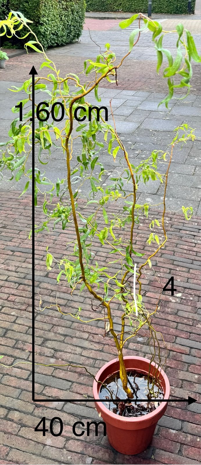 Tuin plant 4. Voor Alexandra., Volle zon, Vaste plant, Bloeit niet, Ophalen