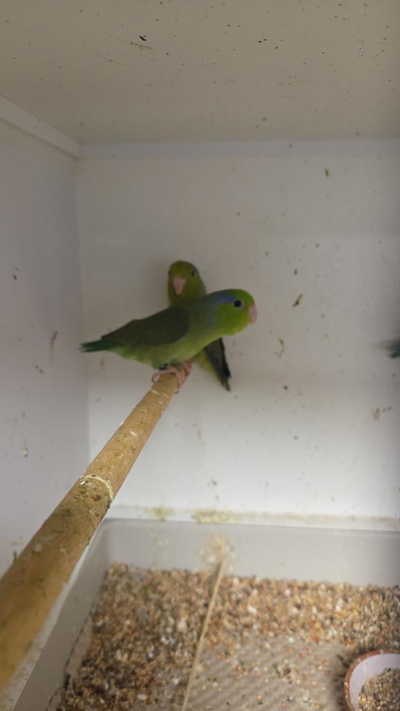 Jonge forpussen , om tam te maken, Meerdere dieren, Dwergpapegaai of Agapornis, Tam