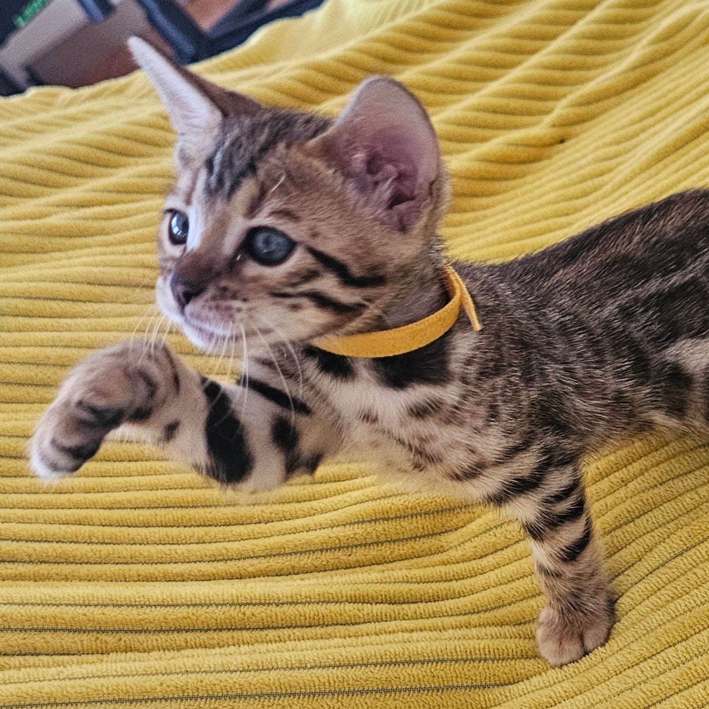 ☆Top ras☆ Bengaalse kittens met stamboom moeder kampioen, Dieren en Toebehoren, Katten en Kittens | Raskatten | Korthaar, Meerdere dieren