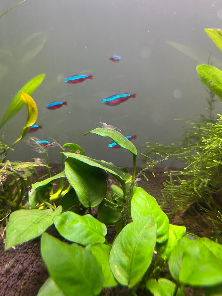 Garnalen  Amano's (mini Japonica's), Vis