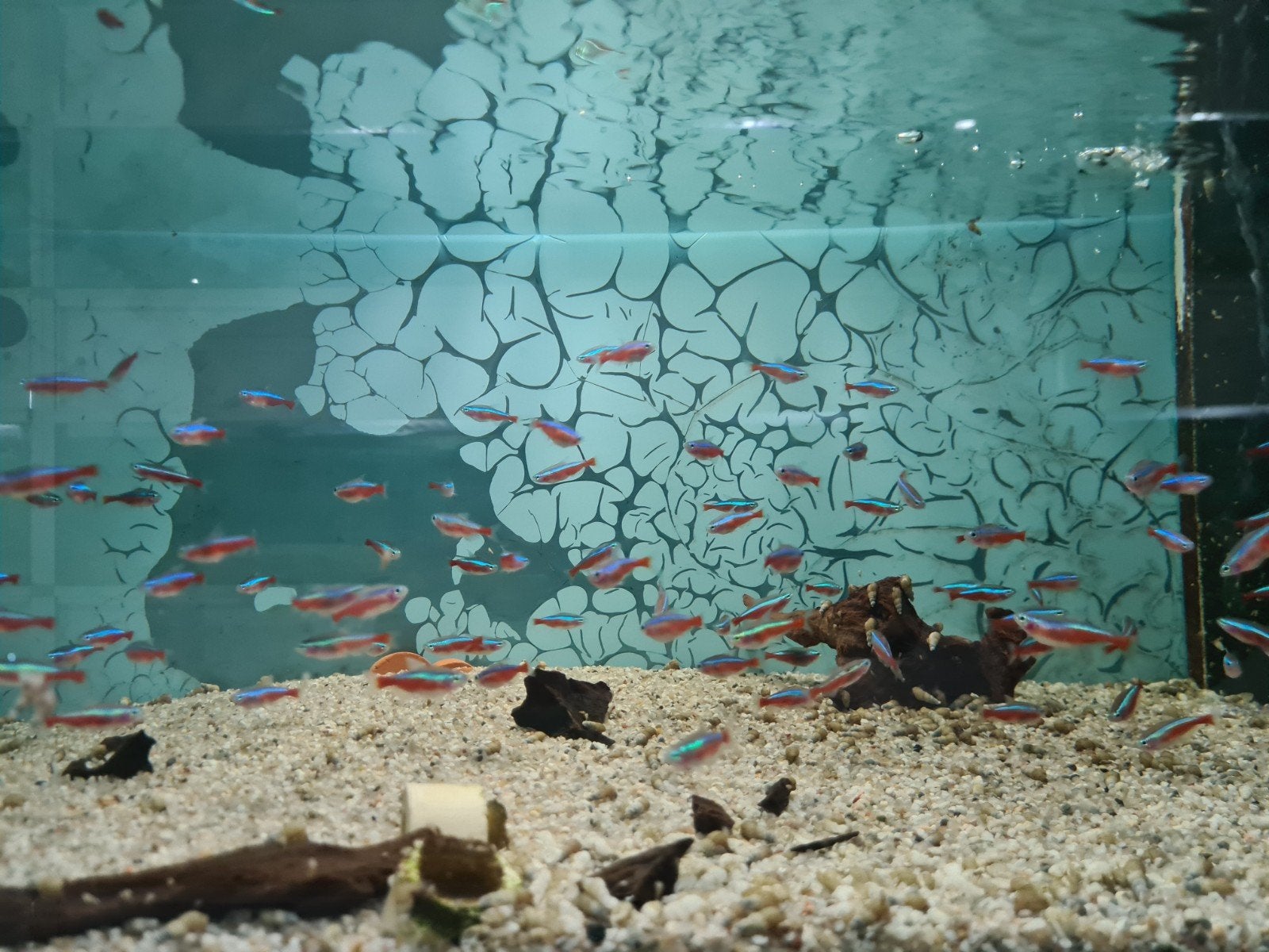 Kardinaaltetra, Paracheirodon axelrodi, Dieren en Toebehoren, Vis, Zoetwatervis