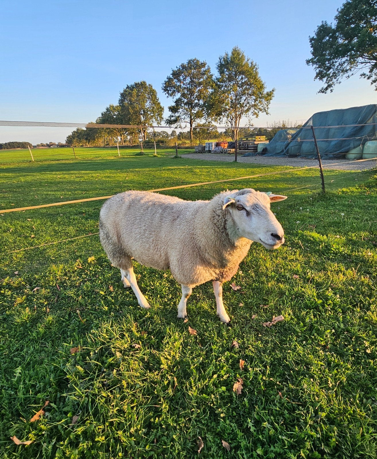 Swifter dekram, Dieren en Toebehoren, Mannelijk, Schaap