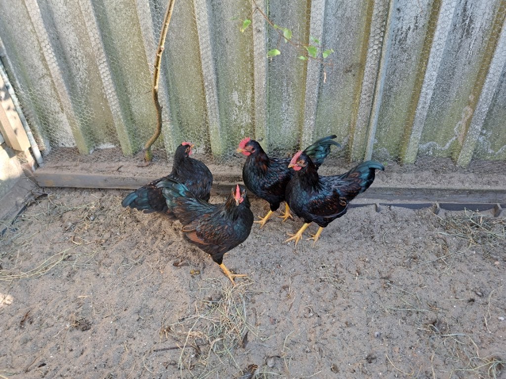 Barnevelder goudgezoomd, Dieren en Toebehoren, Pluimvee, Mannelijk, Kip