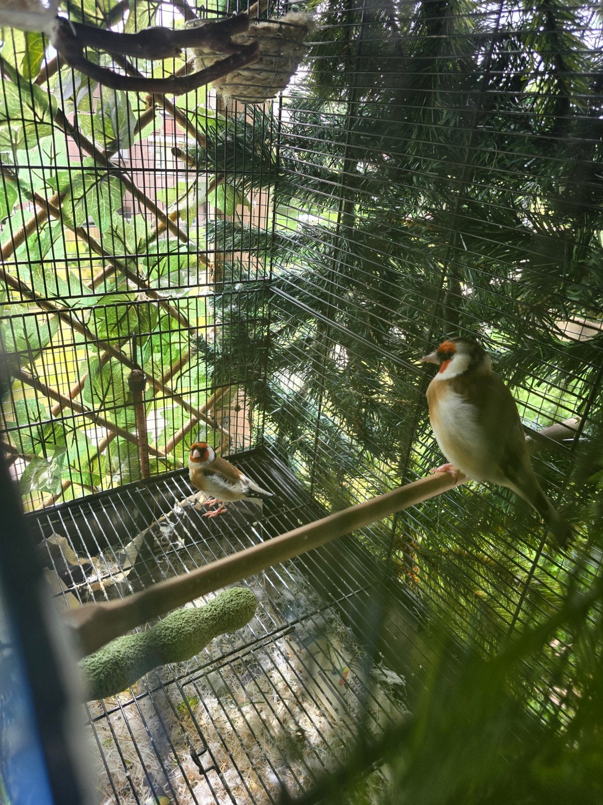 Majoor putter, Dieren en Toebehoren, Vogels | Overige Vogels, Vrouwelijk, Wildzangvogel