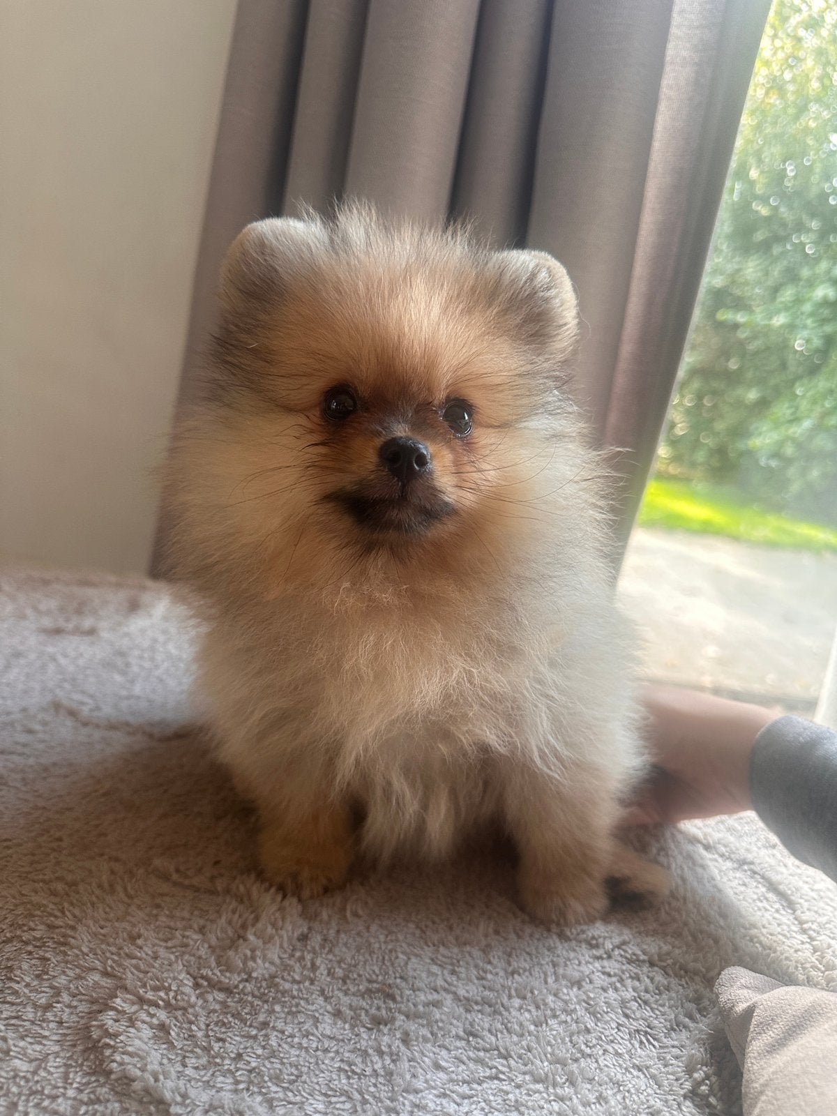 Lief Pomeriaan Reutje, Particulier, Keeshond, Rabiës (hondsdolheid), 15 weken tot 1 jaar