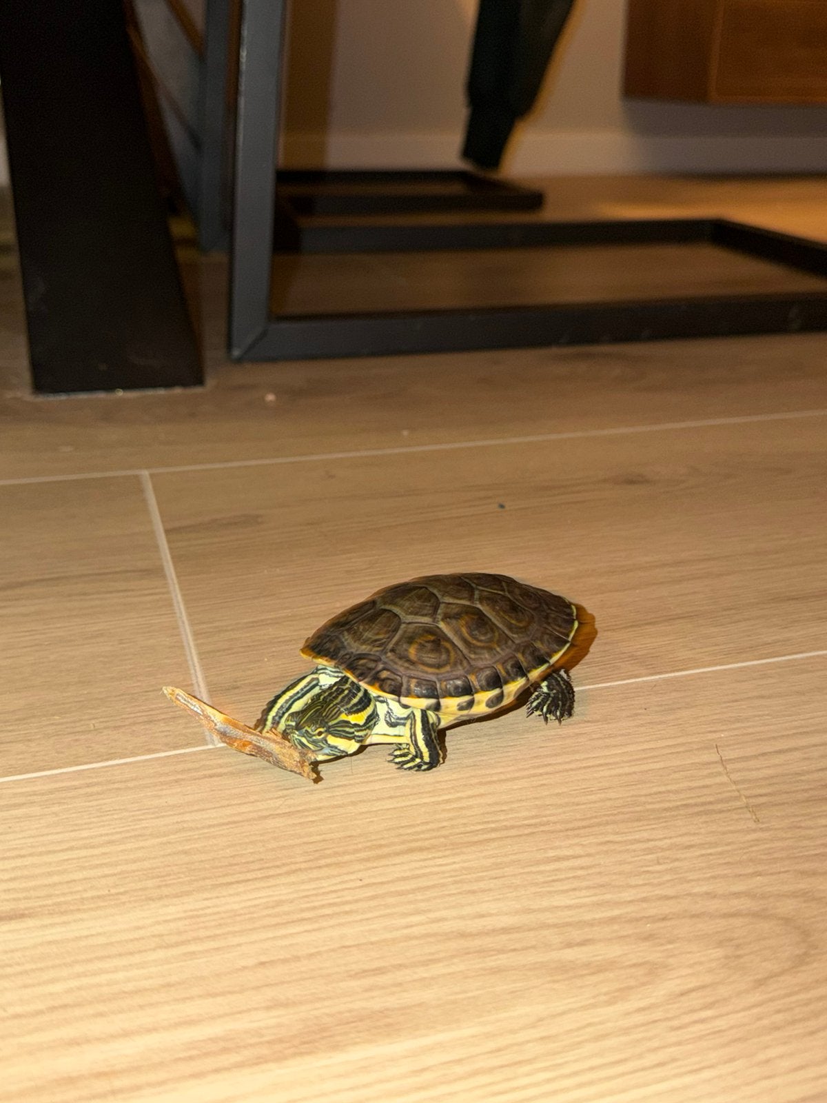 2 prachtige babies waterschildpadden 6 maanden oud ~10 cm Turtle photo 2