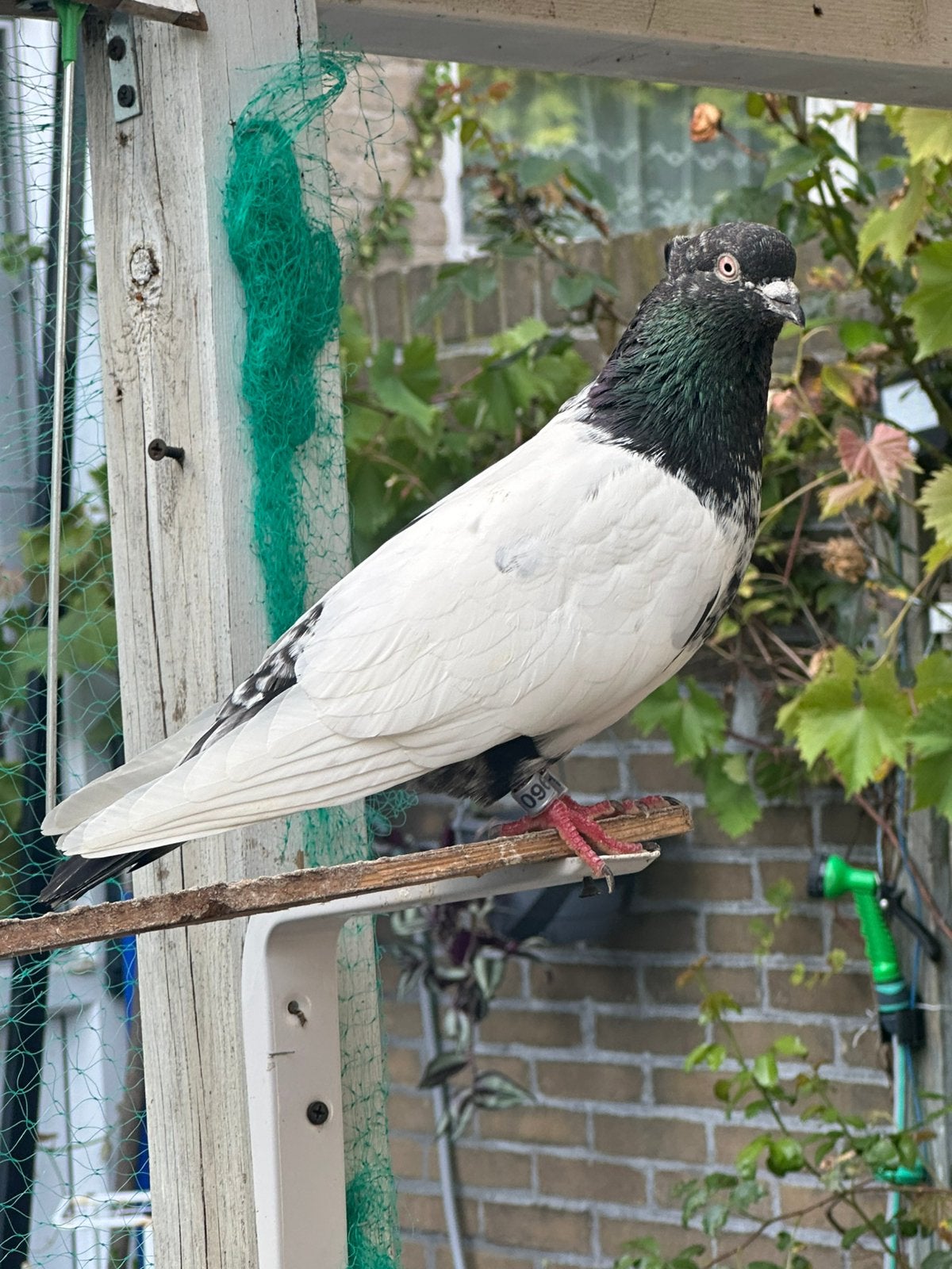 Iranse hoogvliegen duiven, Dieren en Toebehoren, Vogels | Duiven, Meerdere dieren, Postduif