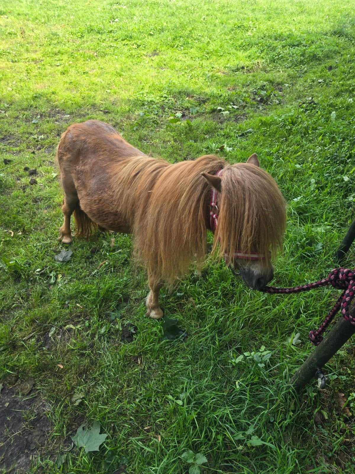 Stamboek merry, Merrie, A pony (tot 1.17m)