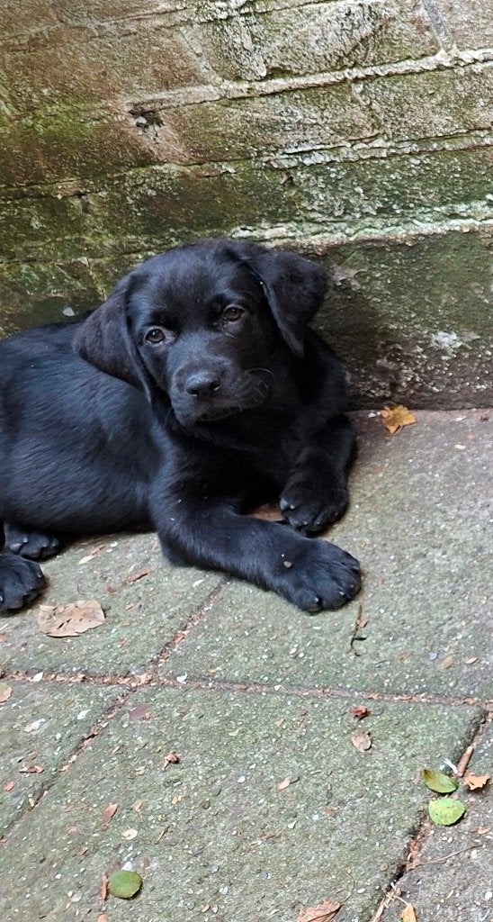 Lieve kruising Labrador pups., Parvo, 8 tot 15 weken, Meerdere, Meerdere dieren