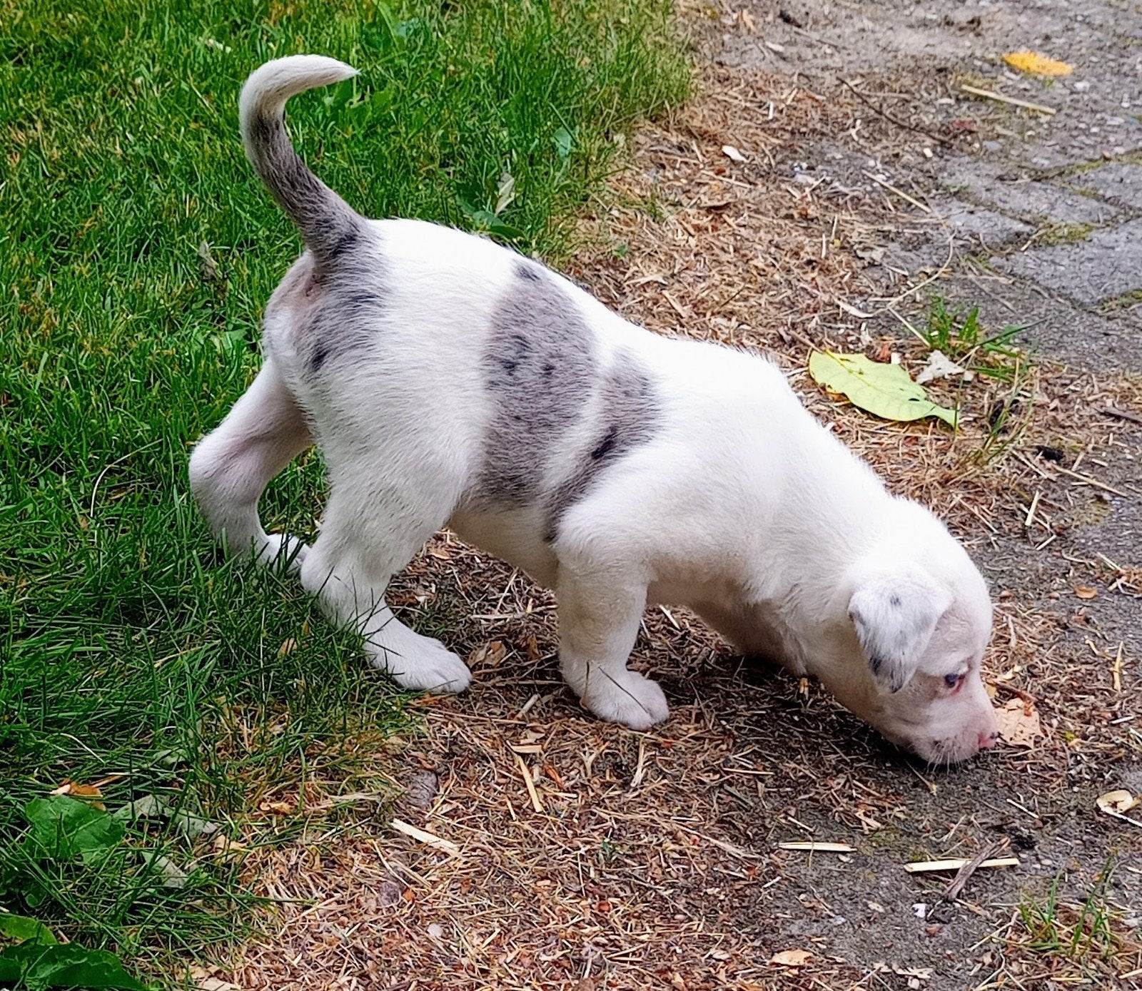 Prachtige Labrador/ Border collie pups, Parvo, 8 tot 15 weken, Labrador retriever, Meerdere