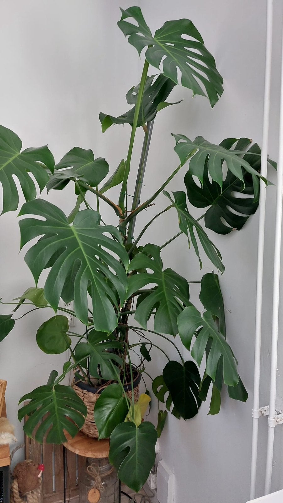 Grote plant, Huis en Inrichting, Kamerplanten, Groene kamerplant, Ophalen of Verzenden, Halfschaduw, Minder dan 100 cm