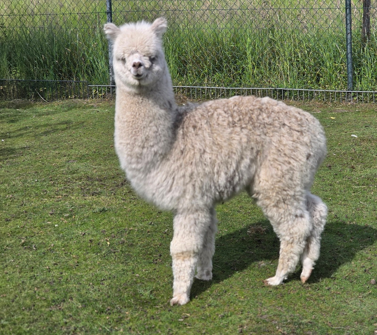 Alpaca, Augustus, Mannelijk