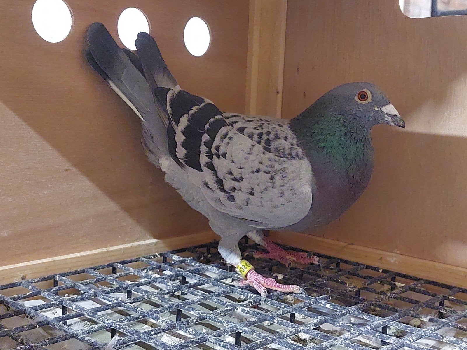 Postduif kweekdoffer, Dieren en Toebehoren, Meerdere dieren, Postduif