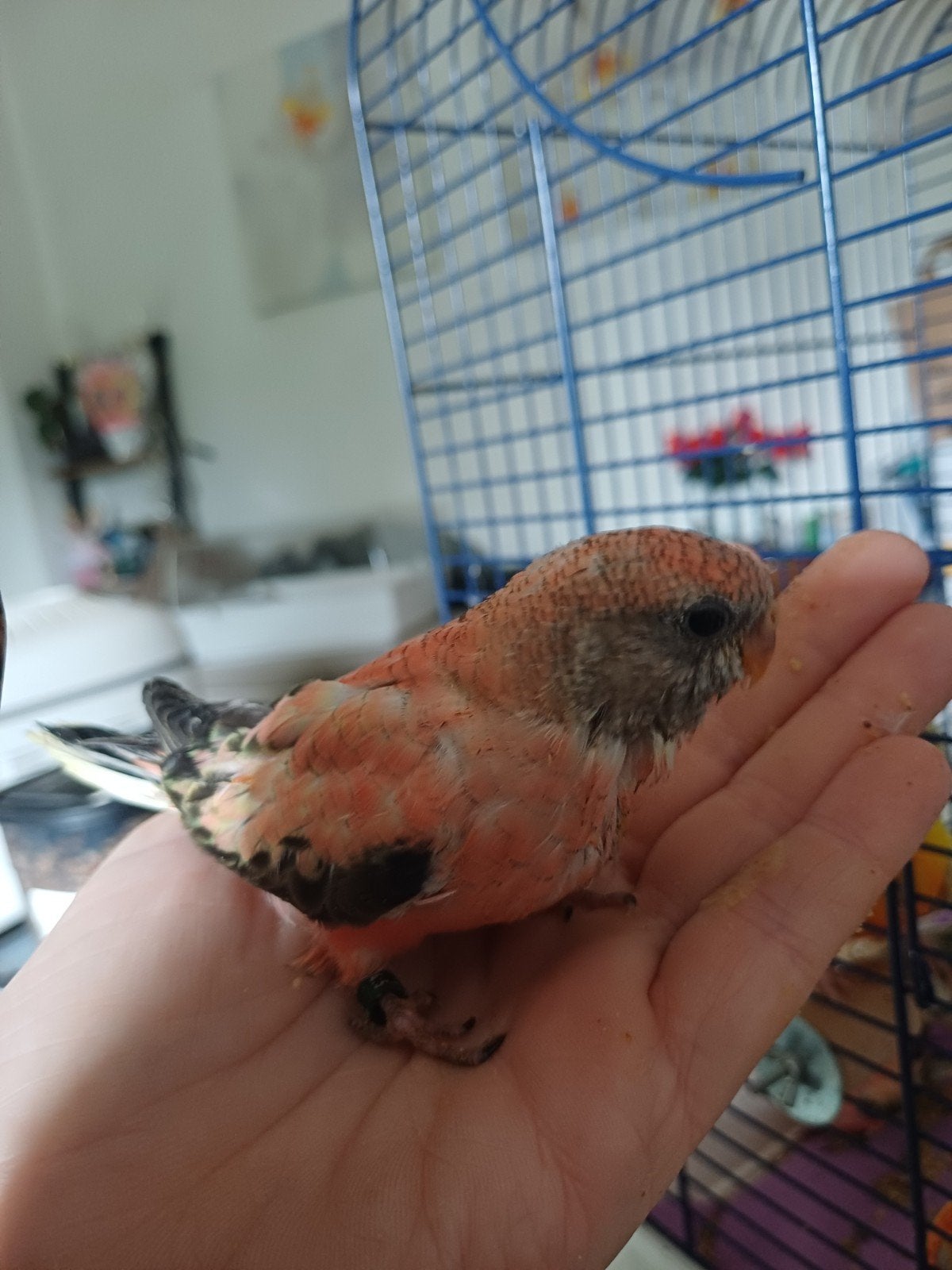 super tamme babie bourkes parkietjes, Geslacht onbekend, Overige soorten