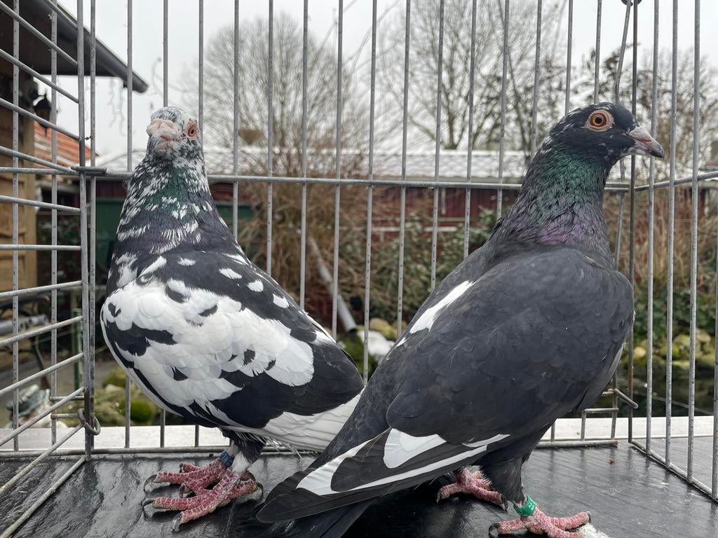Postduiven Zwart-Getijgerd, Dieren en Toebehoren, Meerdere dieren, Postduif
