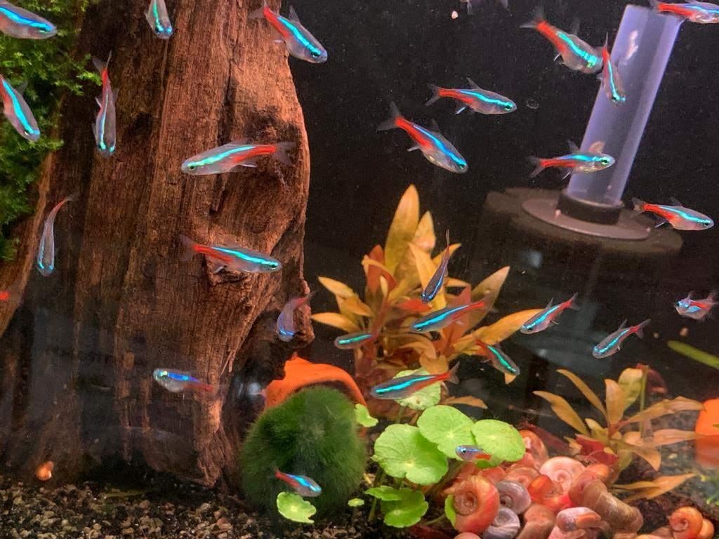 Aanbieding: Neon Tetra's 30 stuks voor maar € 24,95 !, Dieren en Toebehoren, Vissen | Aquariumvissen, Vis