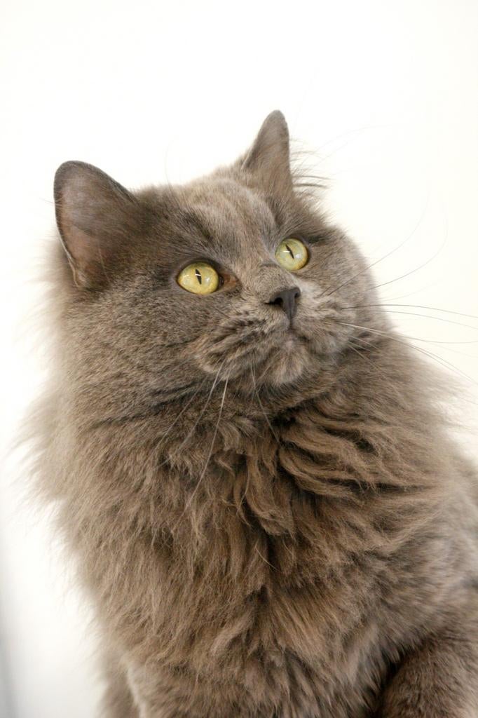 Ter dekking: Ragdoll Blue Solid dekkater met stamboom!, Dieren en Toebehoren, Katten en Kittens | Dekkaters, 0 tot 2 jaar