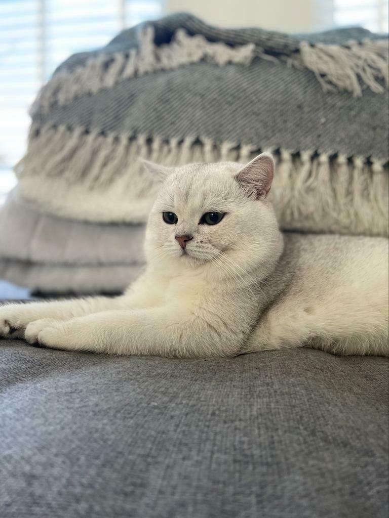 DEKKATER Brits korthaar Jack met stamboom. NIET TE KOOP, Dieren en Toebehoren, Katten en Kittens | Dekkaters, 0 tot 2 jaar
