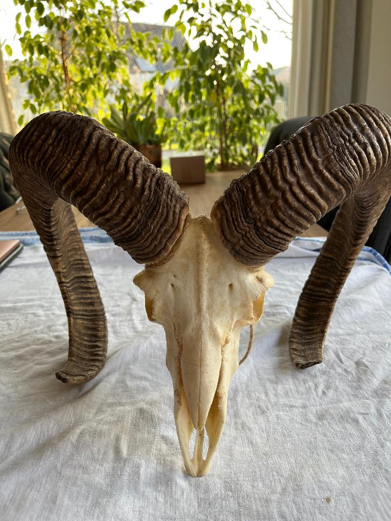 Steenbokachtig skelettenkop, Ophalen, Zo goed als nieuw