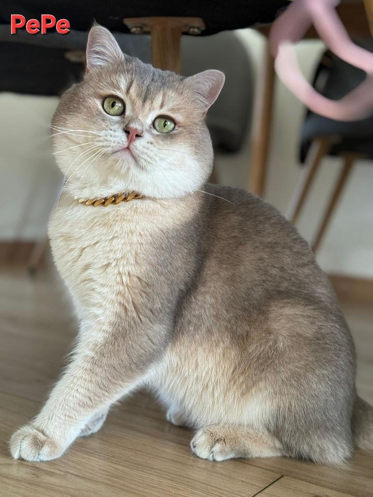Britse korthaar blue golden shaded  met stamboom(PEPE), 3 tot 5 jaar