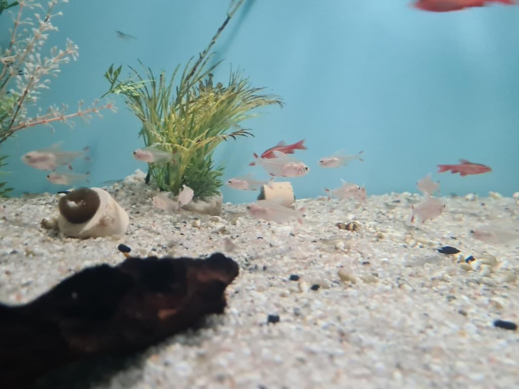 Hyphessobrycon Bentosi White Fin Tetra, Dieren en Toebehoren, Vissen | Aquariumvissen, Vis, Zoetwatervis