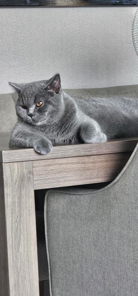 Britse Korthaar Dekkater met Dekkinggarantie ( Niet te koop)