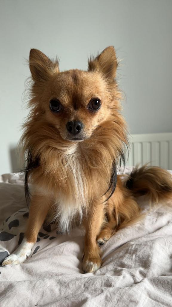 Chihuahua Dekreu NIET TE KOOP, Reu, Eén hond, CDV (hondenziekte), 3 tot 5 jaar