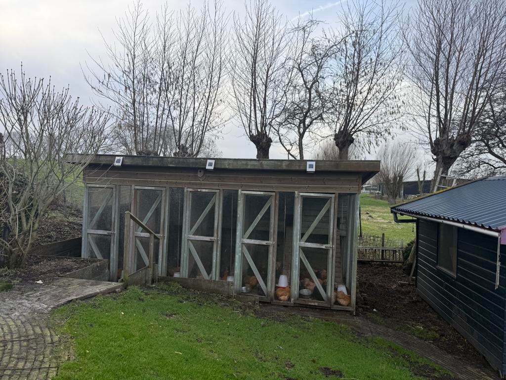Cochinkriel broedeitjes, Dieren en Toebehoren, Pluimvee, Vrouwelijk, Kip