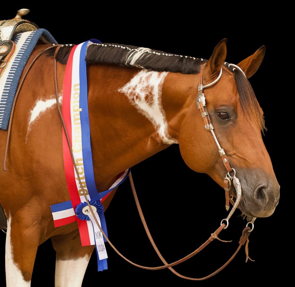 Homozygoot tobiano APHA Paint horse dekhengst, Hengst