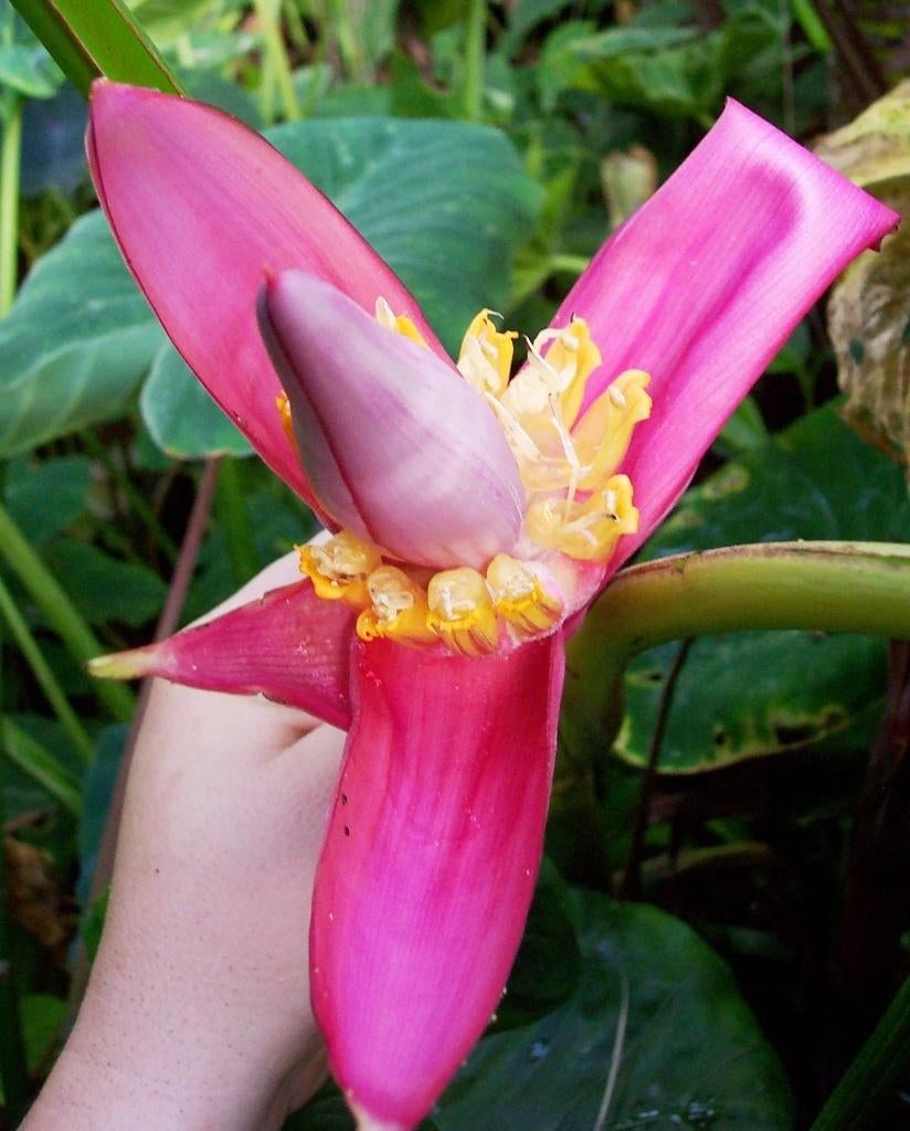 Kenya Banaan Plant zaadjes Musa velutina, Winterhard, Ophalen of Verzenden, Volle zon