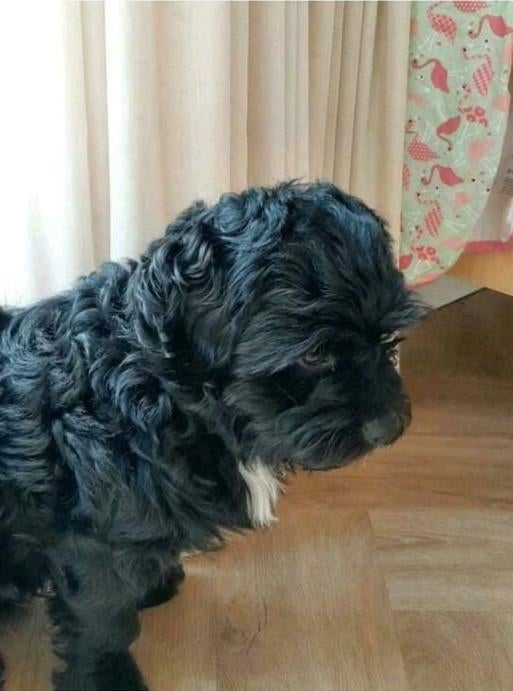 Dekreu boomer mix poedel, Reu, Eén hond, 3 tot 5 jaar, Nederland