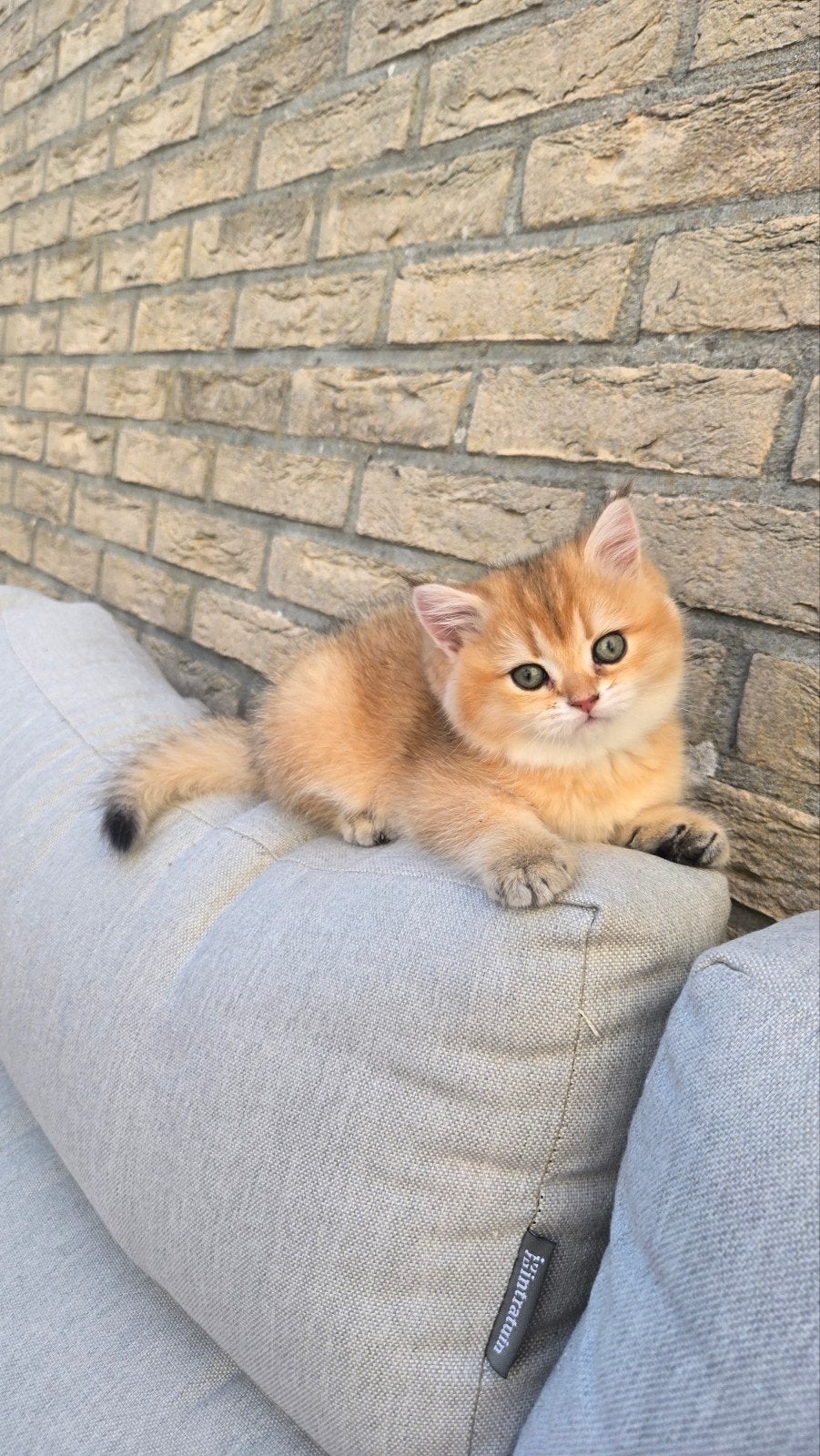 Britse korthaar kittens, Meerdere dieren, Ontwormd