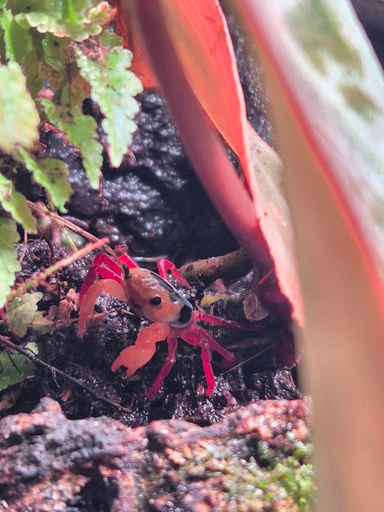 Tricolor Borneo Krab, Dieren en Toebehoren, Reptielen en Amfibieën, Amfibie, 0 tot 2 jaar