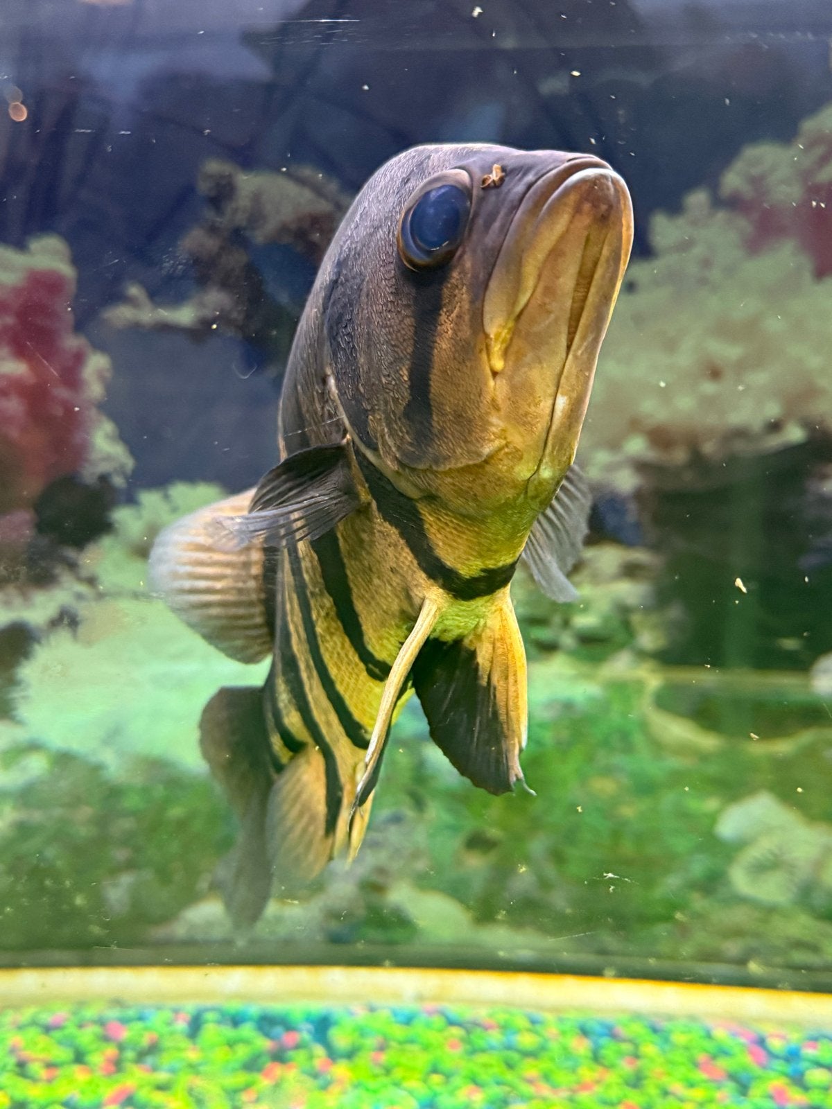 Prachtige Tijgervis te koop, Dieren en Toebehoren
