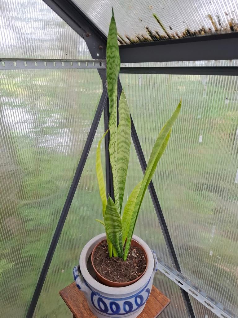 Vrouwentong Sancevieria, Ophalen, Halfschaduw, Minder dan 100 cm
