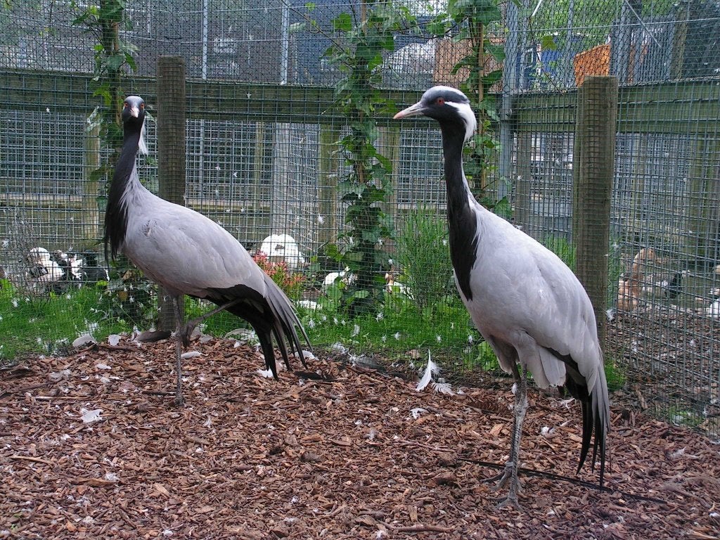 Kraanvogels | Bijzondere dieren | Passend advies, Dieren en Toebehoren, Pluimvee, Meerdere dieren, Overige soorten