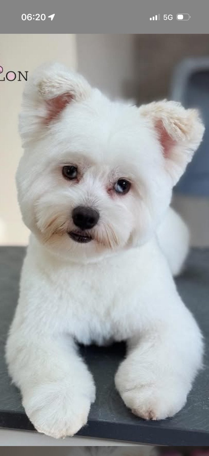 Dekreu boomerxpomeriaan, Dieren en Toebehoren, Honden | Niet-rashonden, Reu, 1 tot 2 jaar, Parvo, Eén hond