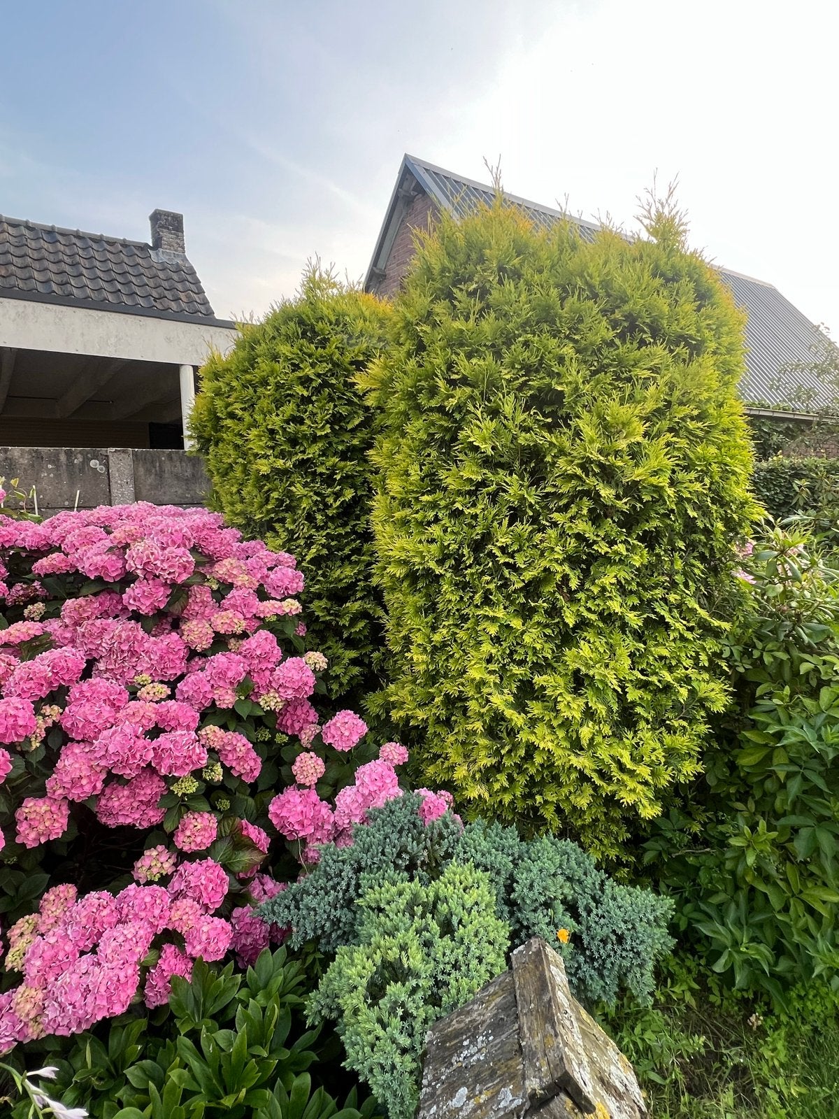 Gratis af te halen: 4 Thuja coniferen (ca. 2.5m hoog), Volle zon, Vaste plant, Bloeit niet, Ophalen