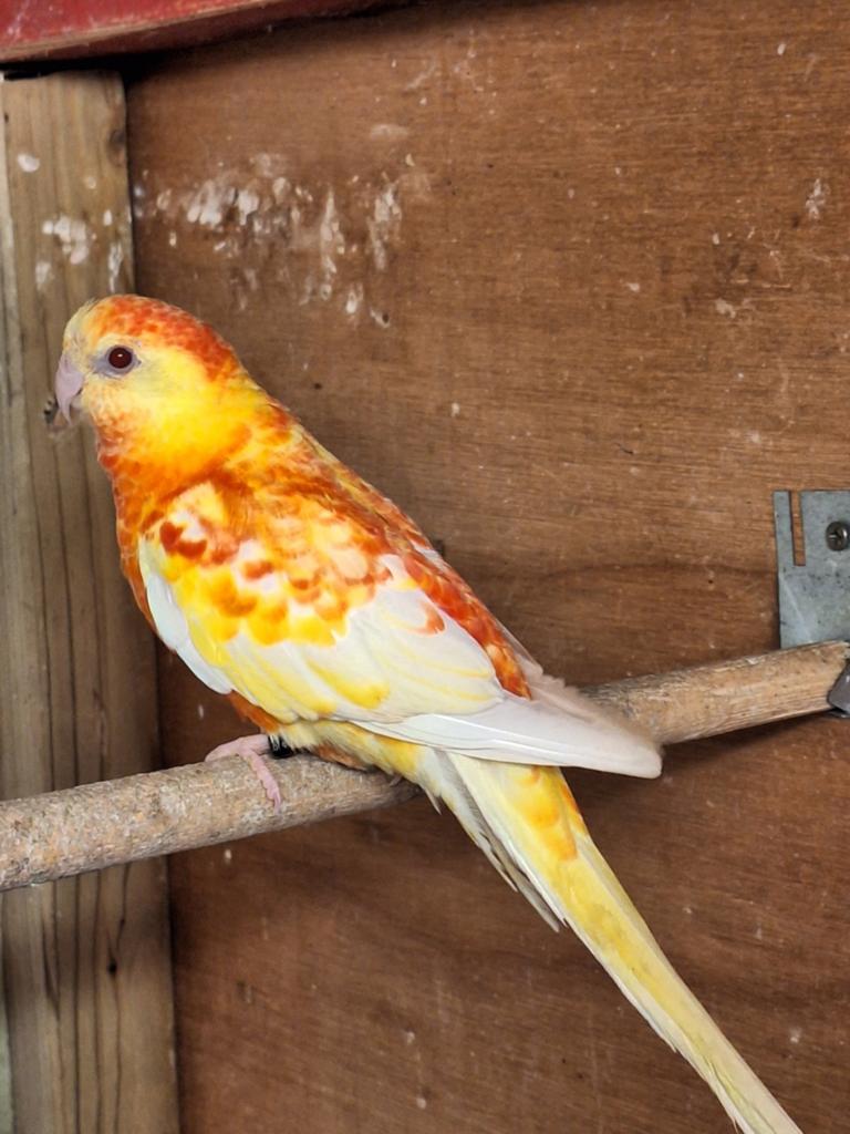 Koppel roodrug parkieten, Meerdere dieren, Parkiet, Geringd